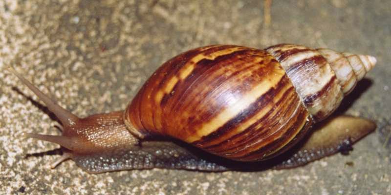  Achatina_fulica_East_African_snail Achatina fulica - The East African land snail