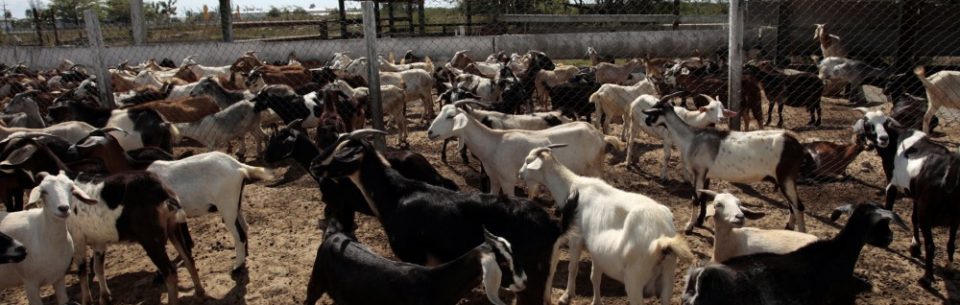 Goat Farming in Nigeria