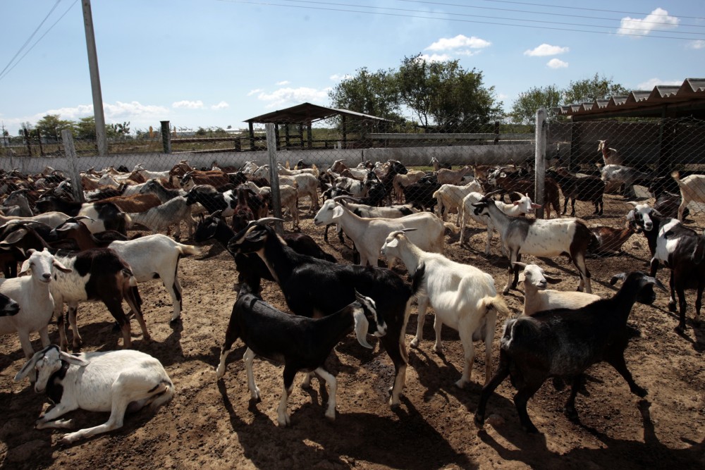 Goat Farming in Nigeria