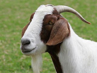 Goat-Boa-Specie