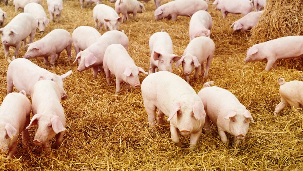 Pig Farming in Nigeria