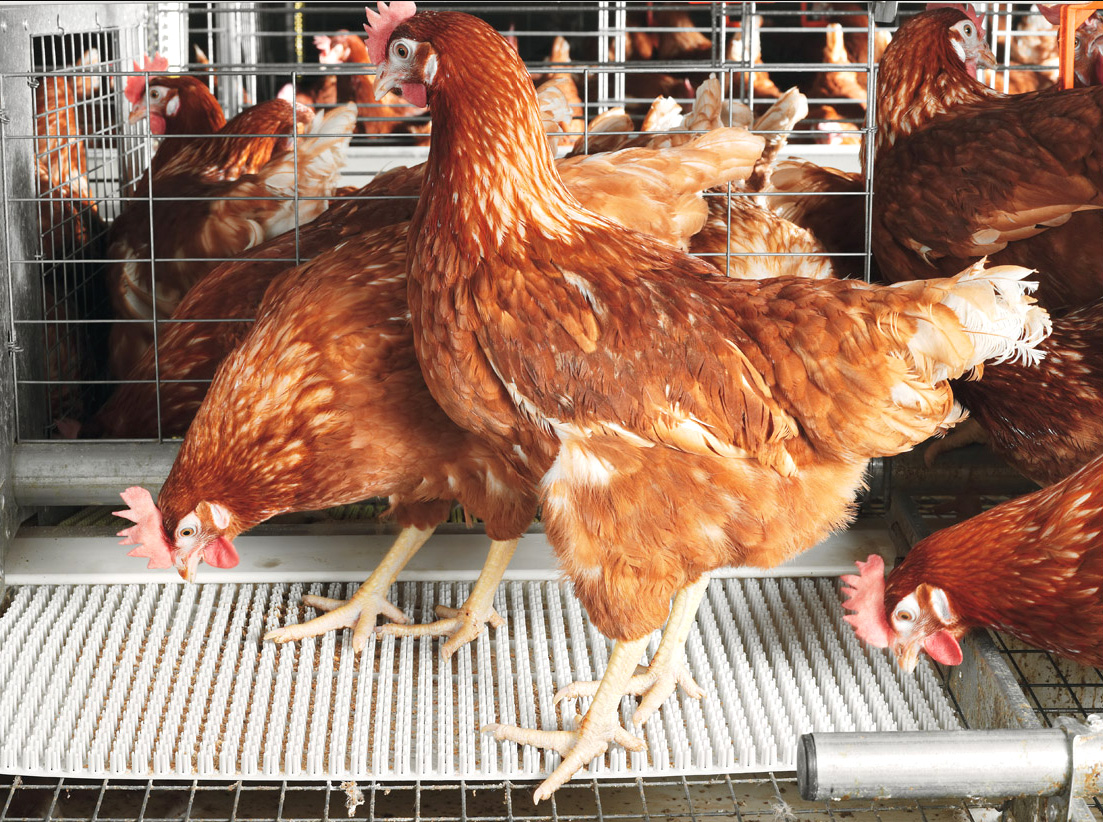 A good poultry farming in Nigeria