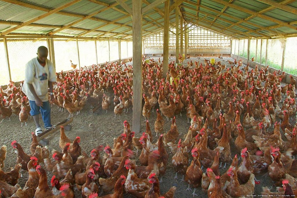 Poultry Farming in Nigeria
