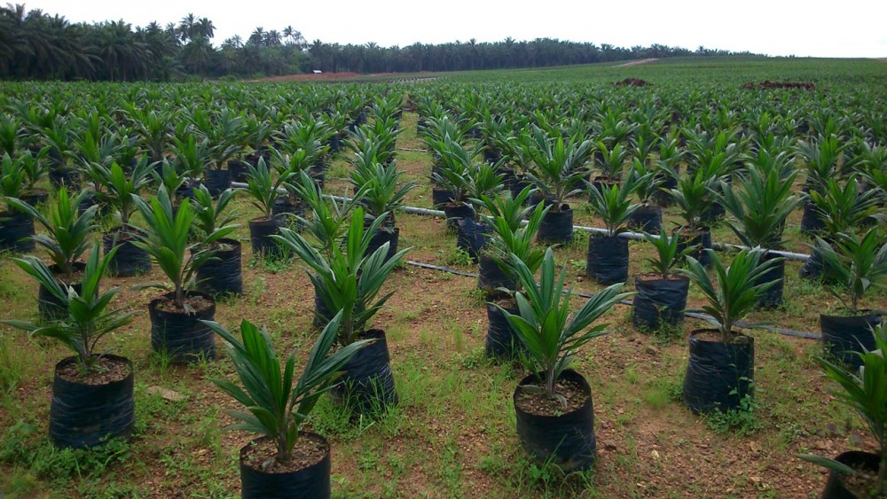 Palm Oil Plantation in Nigeria