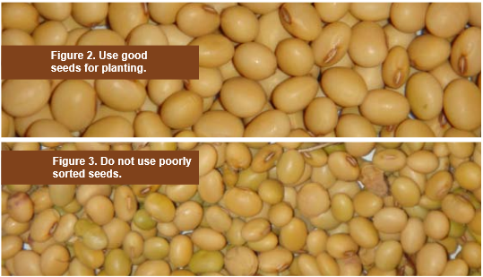 Suitable and Unsuitable Soybeans Seeds
