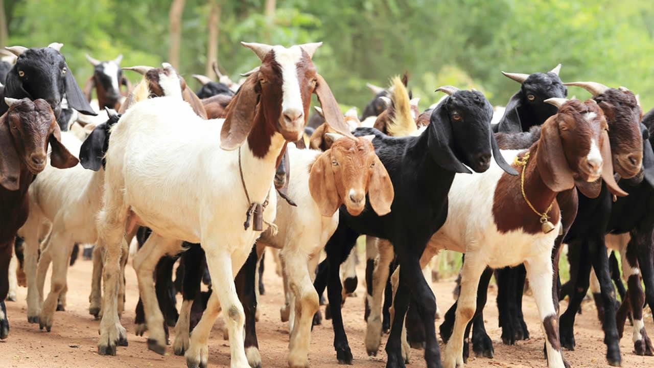 Buying and Selling Goats in Nigeria