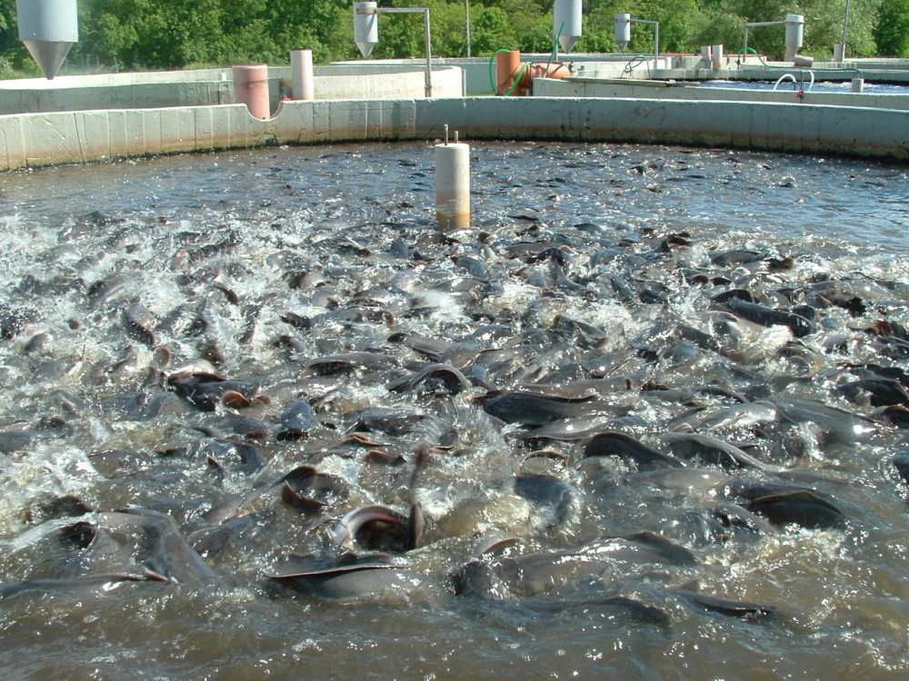 How to Start Fish Farming in Nigeria