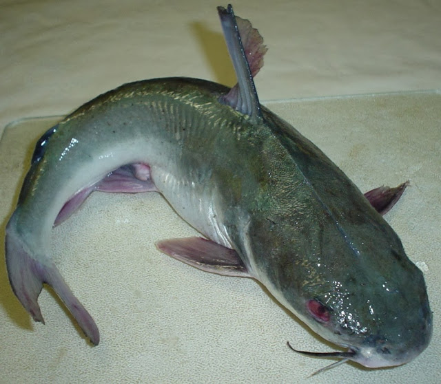 Catfish Farming Nigeria Picture