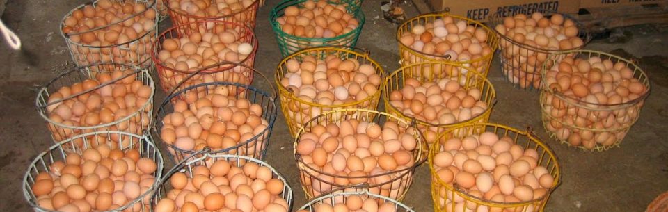 Eggs Supply Business