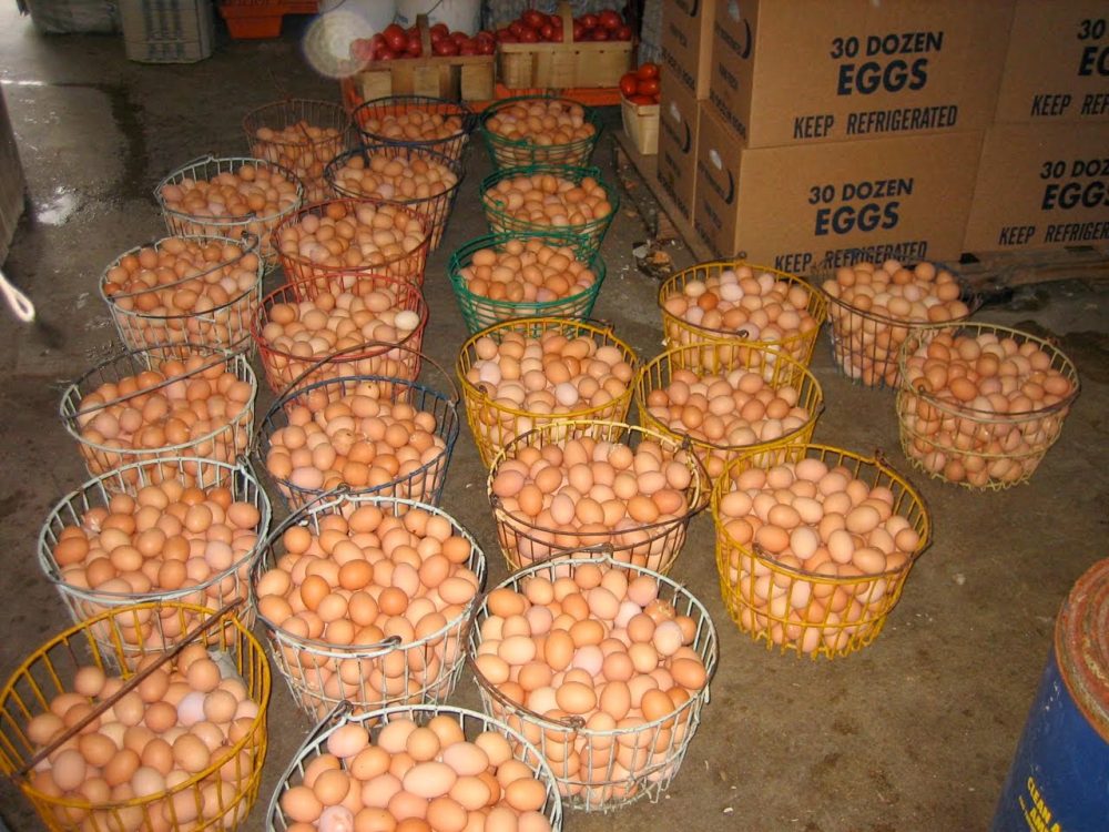 How To Start Eggs Supply Business To Shops In Nigeria – Wealth Result