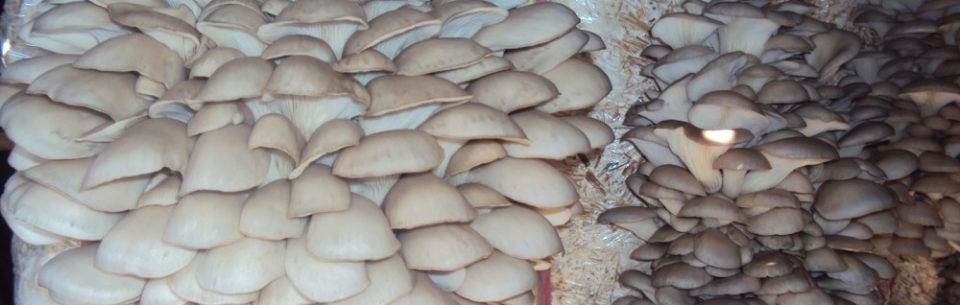 Suitable Mushroom Species For Mushroom Farming