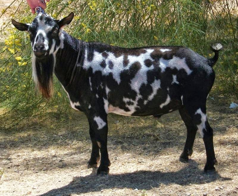 Male Nigerian Dwarf Goat