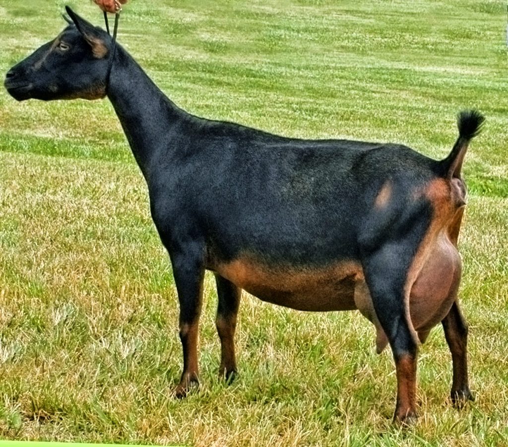 Nigerian Dwarf Goat