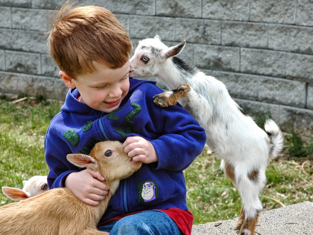 Nigerian Dwarf Goats