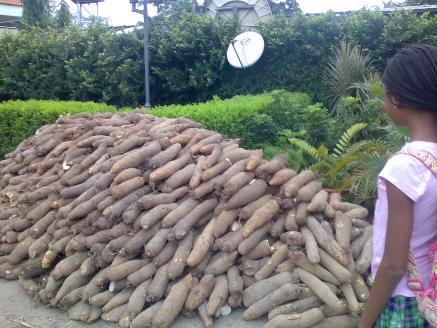 The Economic Benefits of Yam Production In Nigeria \u2013 Wealth Result