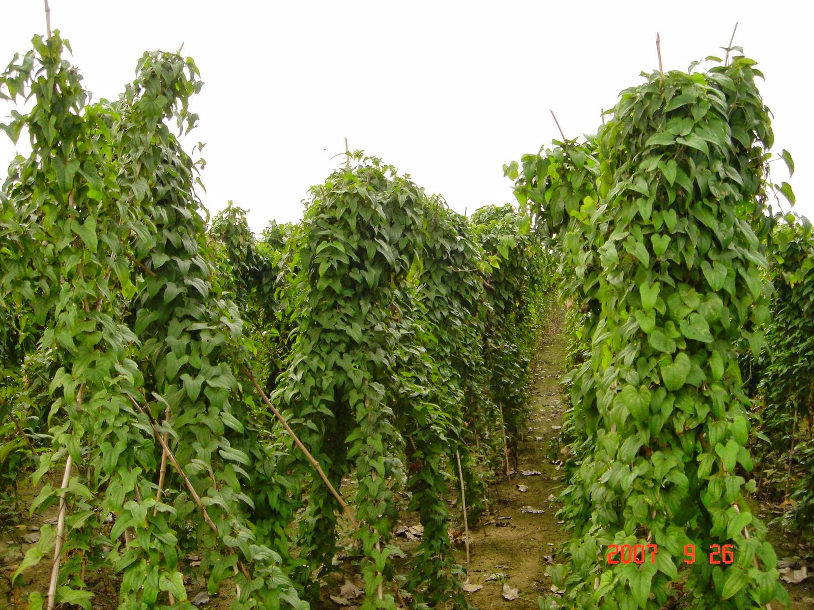 how-to-start-yam-farming-in-nigeria-beginners-guide-wealth-result