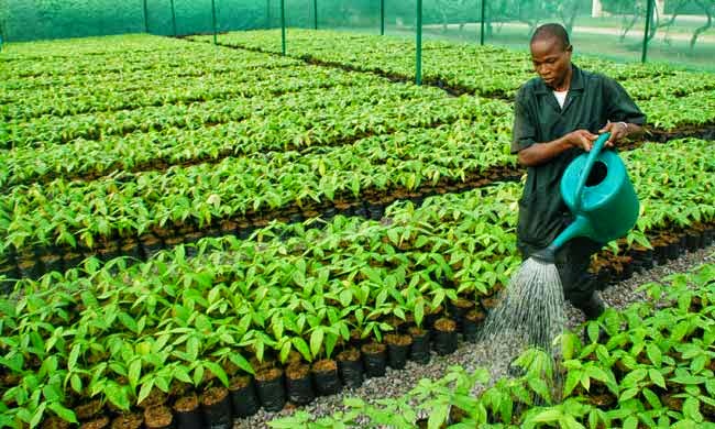 Cocoa Seedling, Cocoa Farming Techniques