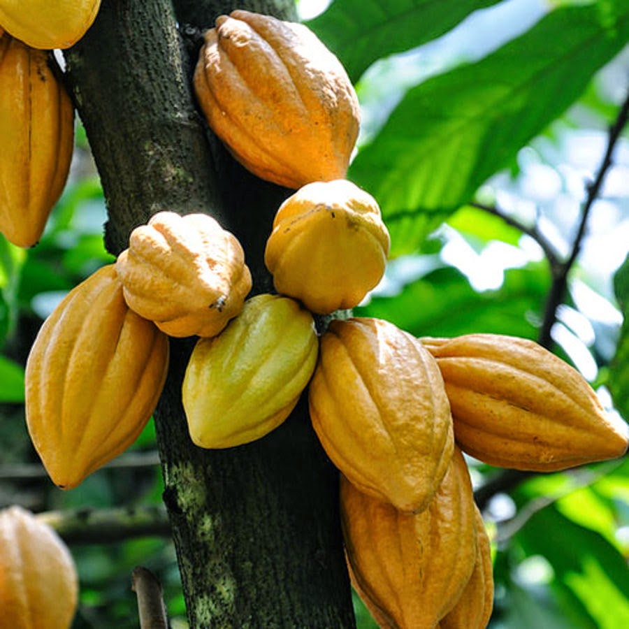 cocoa farming business plan pdf