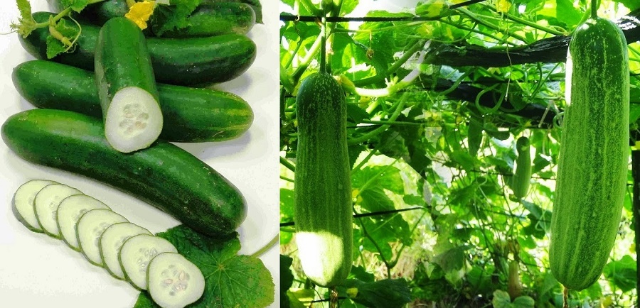 Cucumber Farming