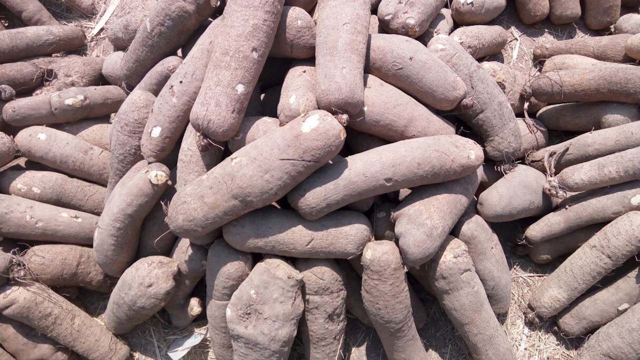 Exporting Yam from Nigeria