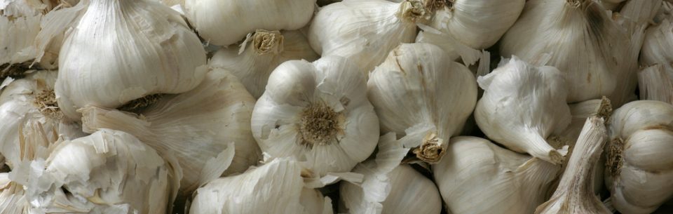 Fresh Garlic Export From Nigeria