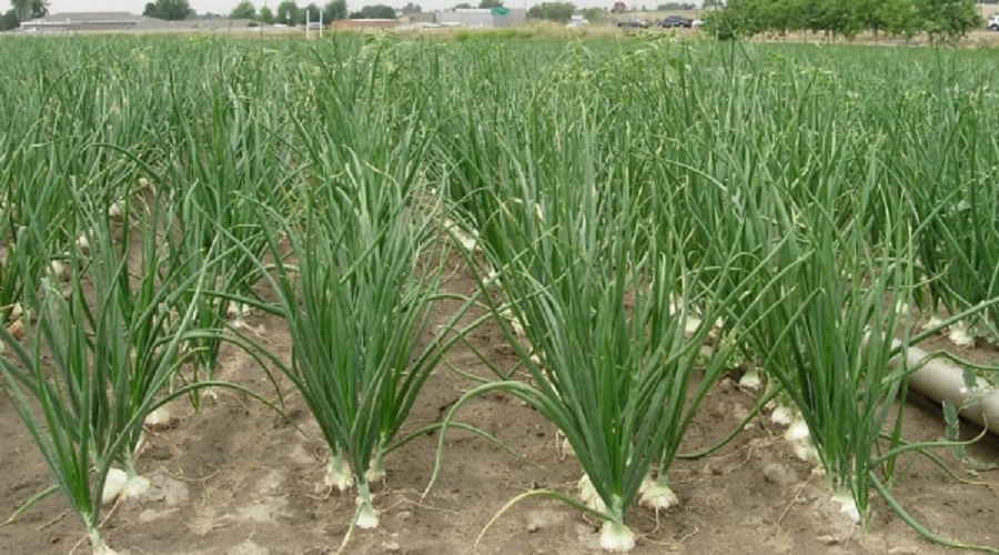 Onion farm | Image: asiafarmig.com