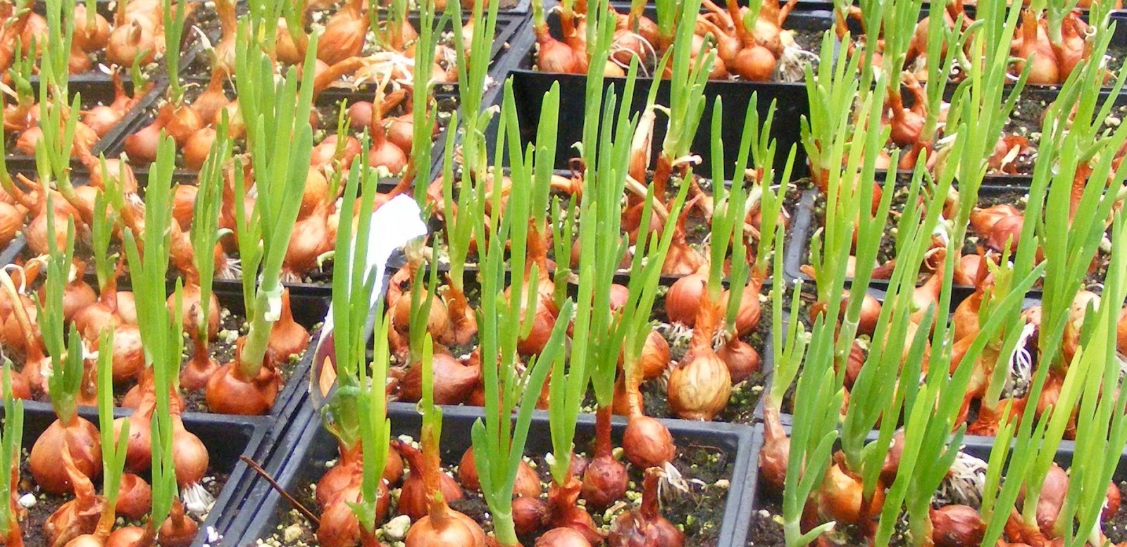 Onion Seedling plantation