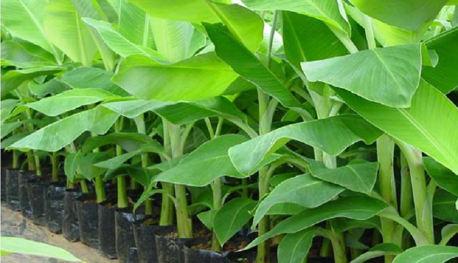 Banana And Plantain Farming