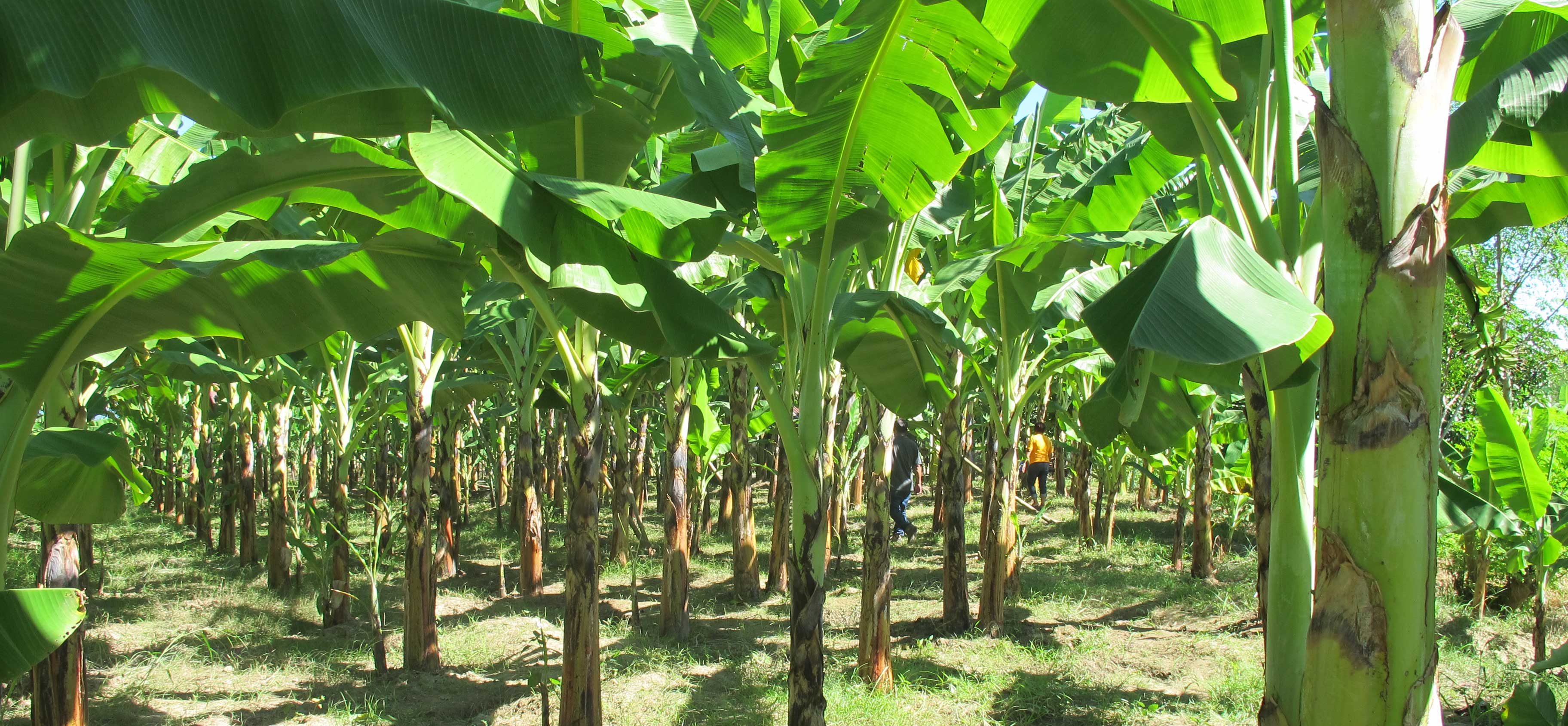 Banana And Plantain Plantation