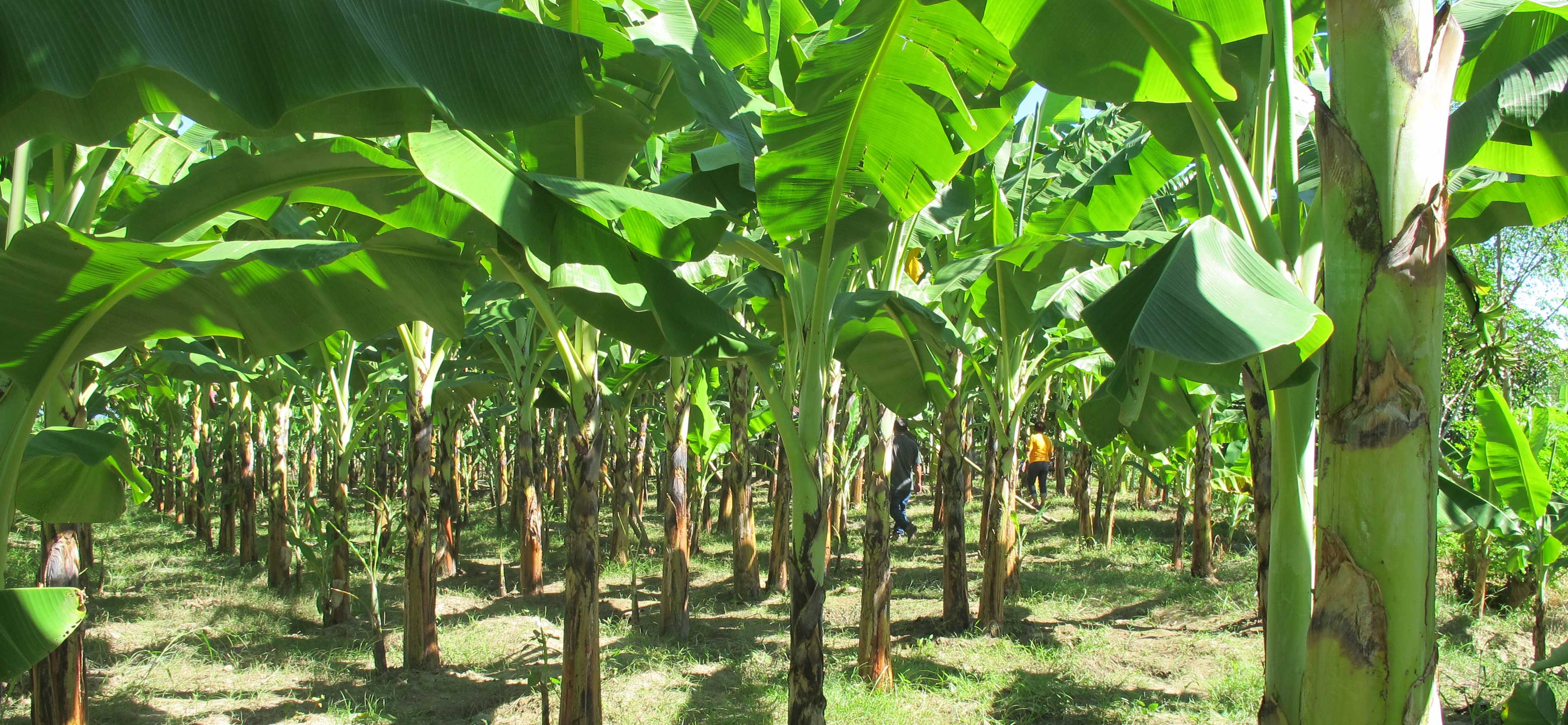 business plan for banana plantation pdf