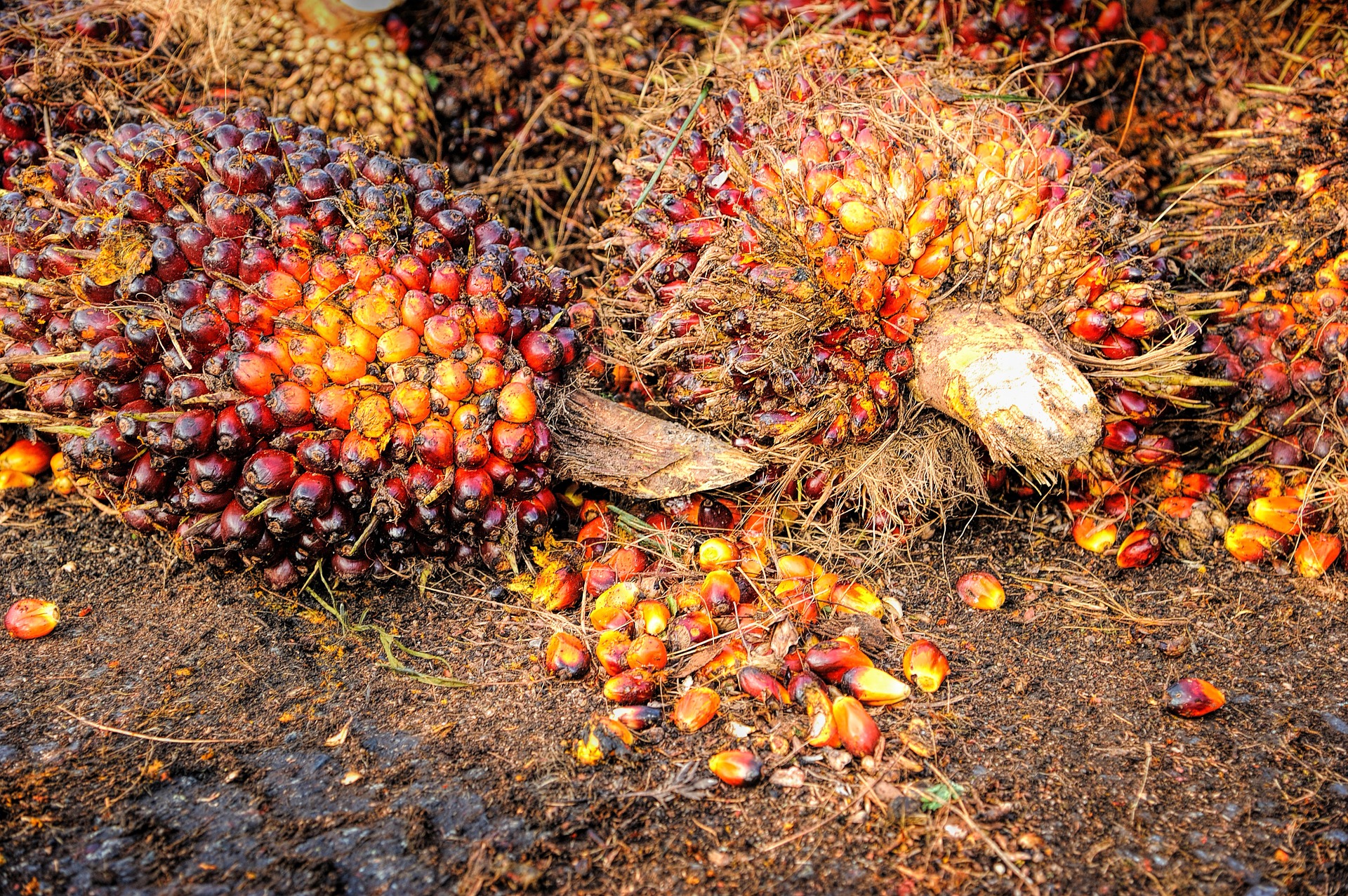 Palm oil processing business in Nigeria