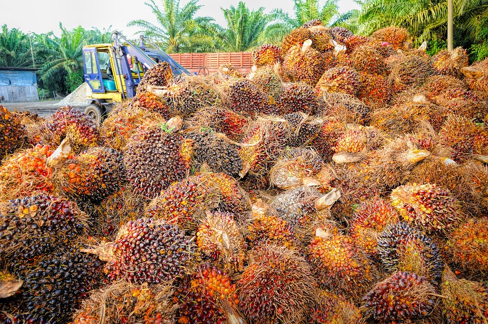Feasibility study on palm oil production in Nigeria
