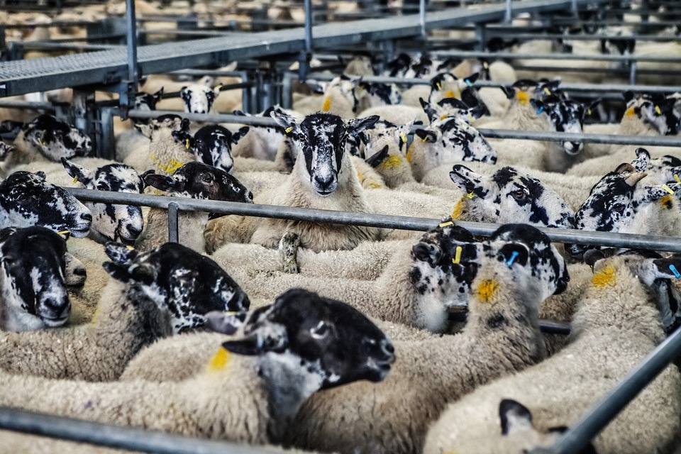 How start sheep rearing business in Nigeria