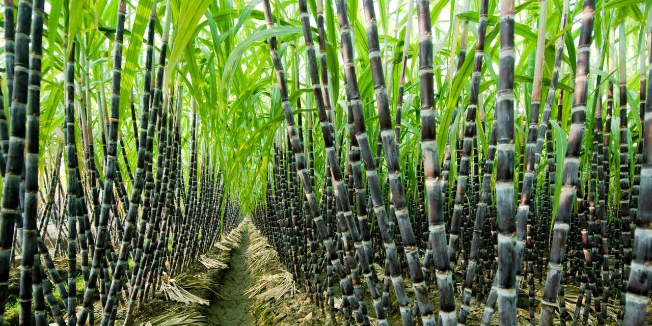 How to start sugarcane farming in Nigeria