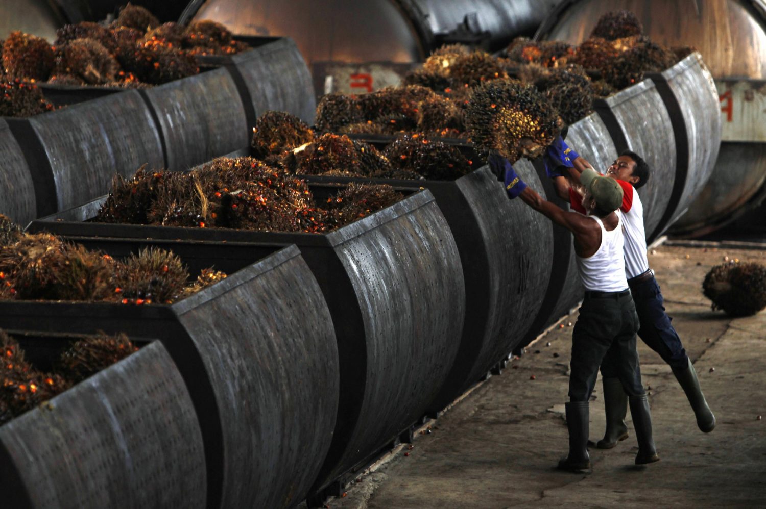 Palm Oil Processing Business Plan in Nigeria