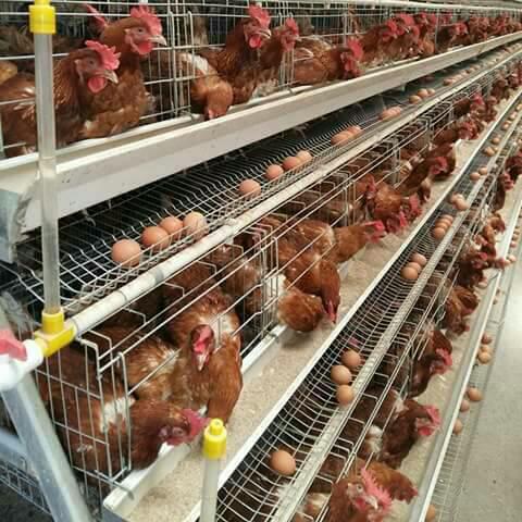 RE: Where to Buy Poultry Farm Equipment in Nigeria