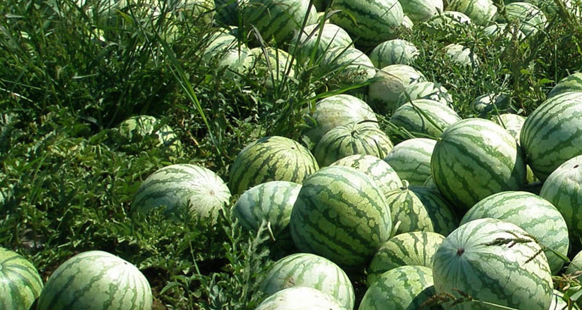 Watermelon Farming in Nigeria