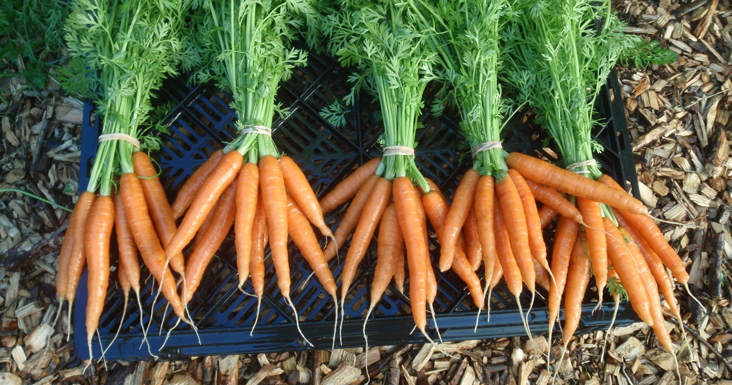 Carrot Farming in Nigeria