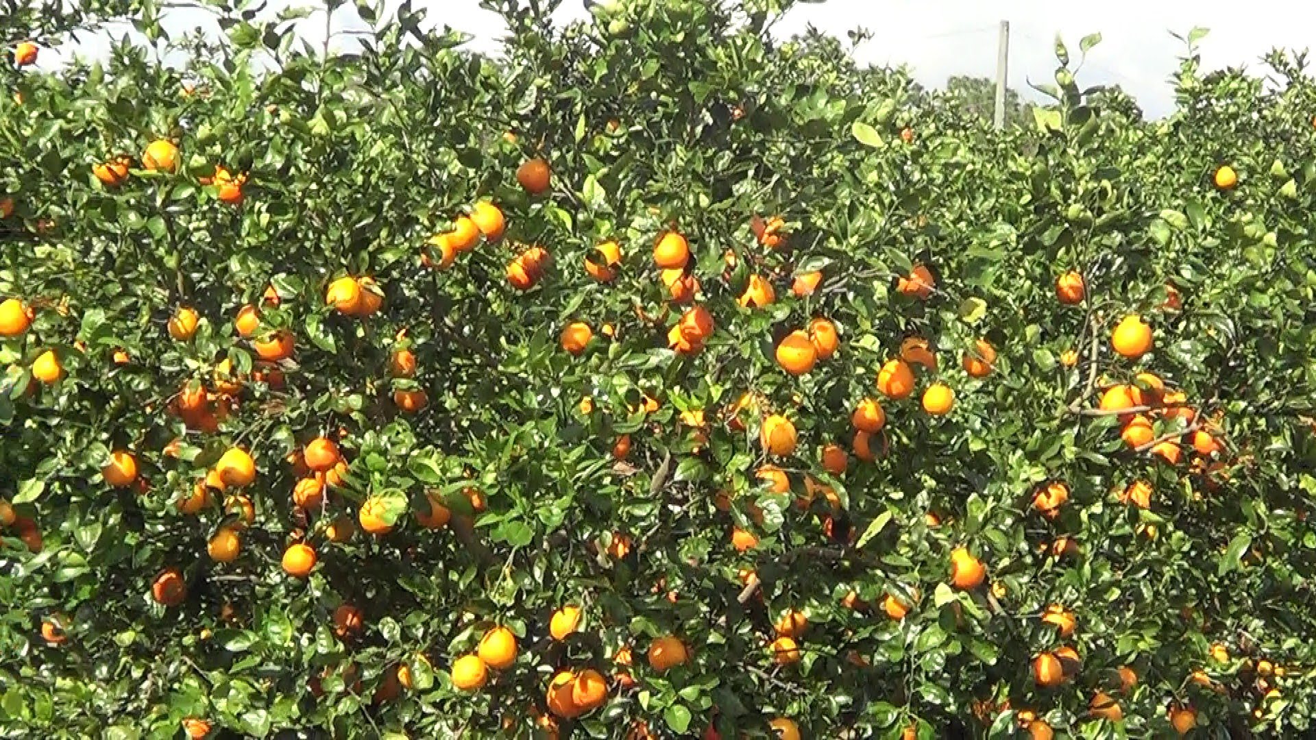 How to Start Orange and Lemon Farming in Nigeria