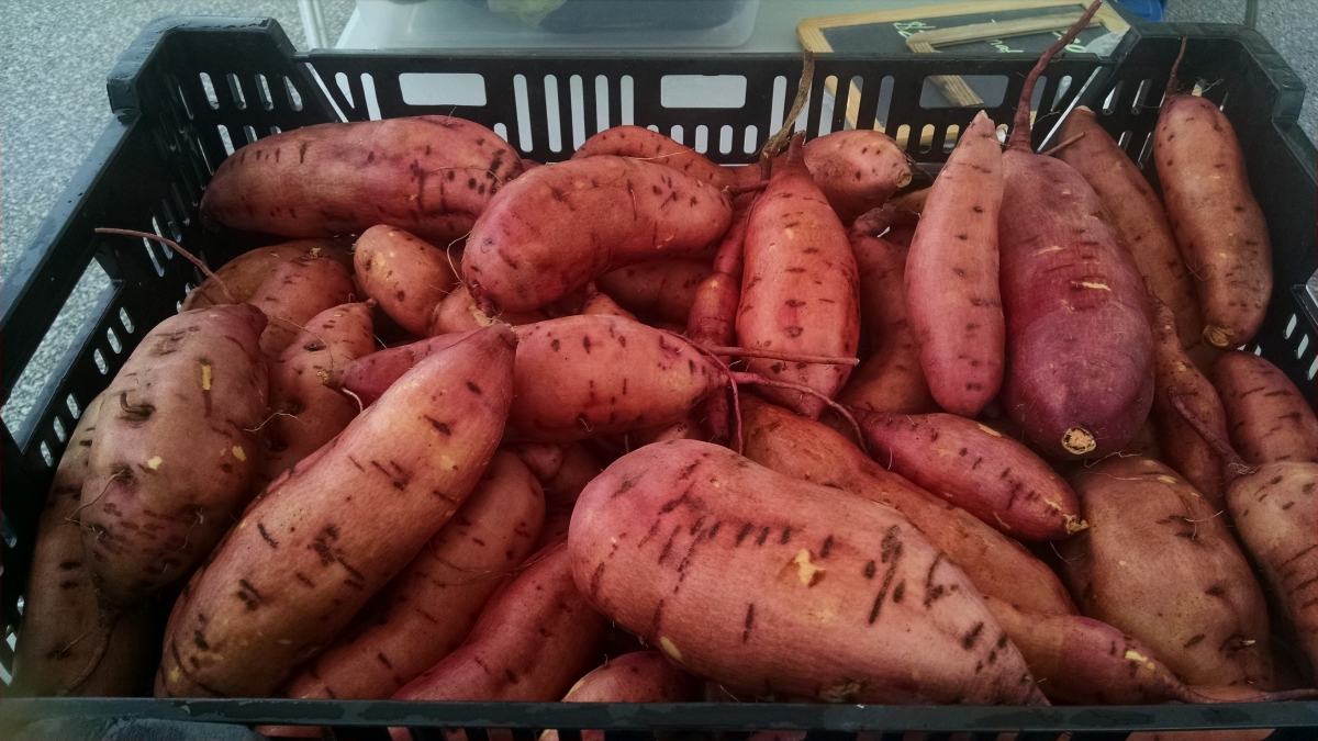 Sweet Potato Farming