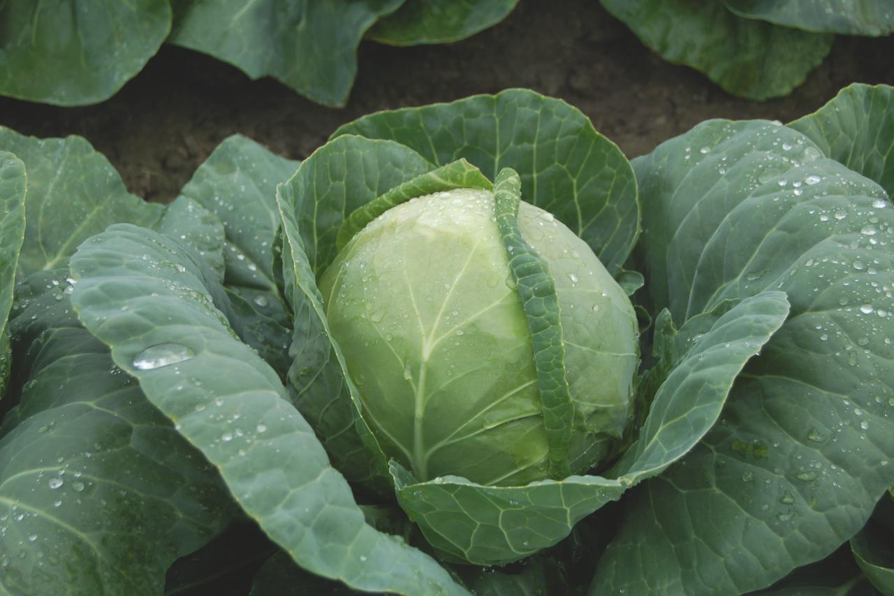How to become a Cabbage Farmer in Nigeria