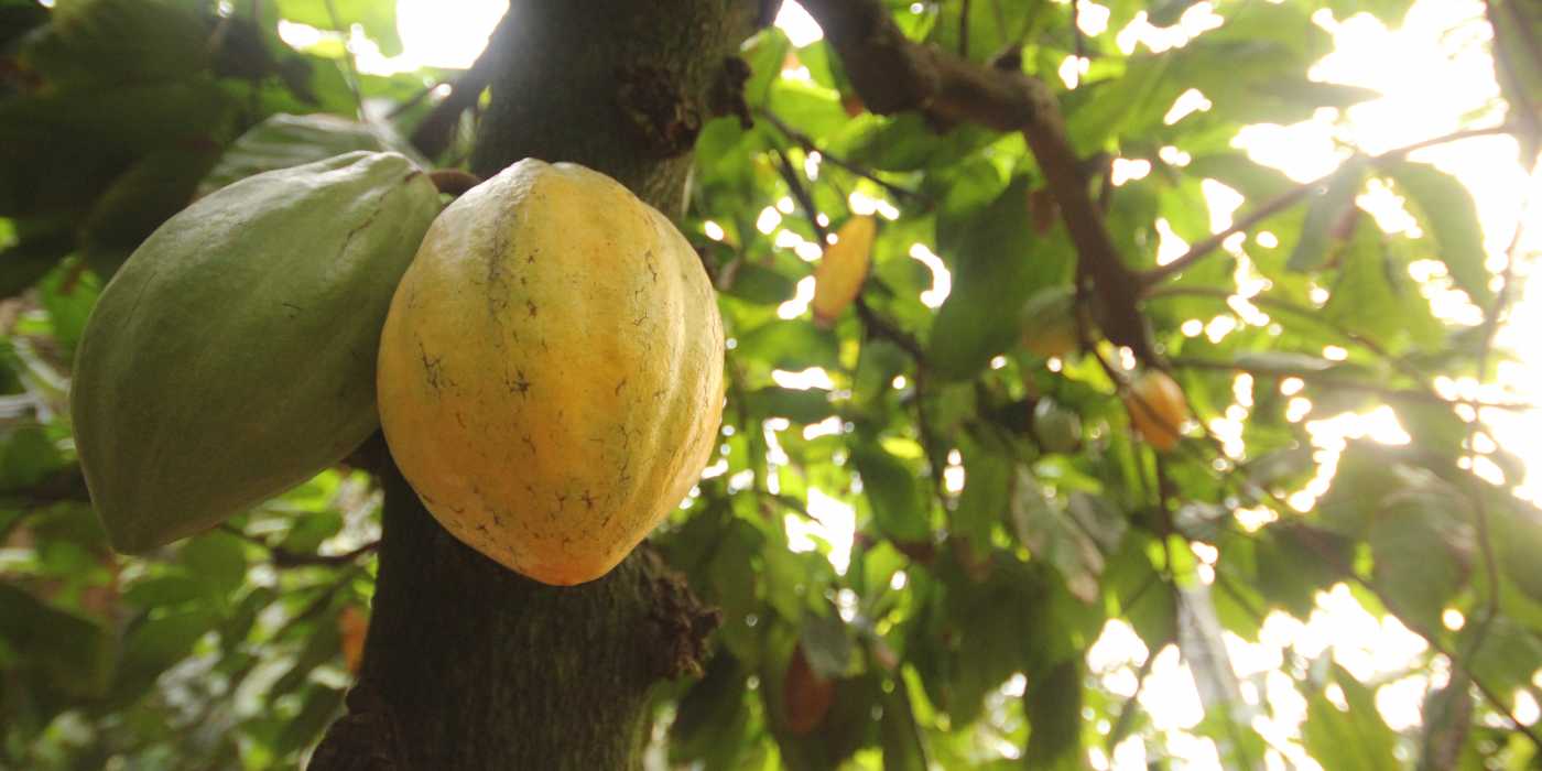 Feasibility Study on Cocoa Farming Production in Nigeria
