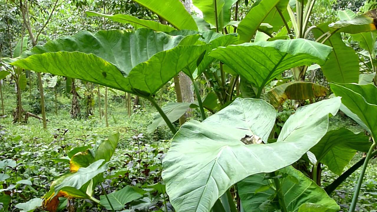 Cocoyam Farming in Nigeria