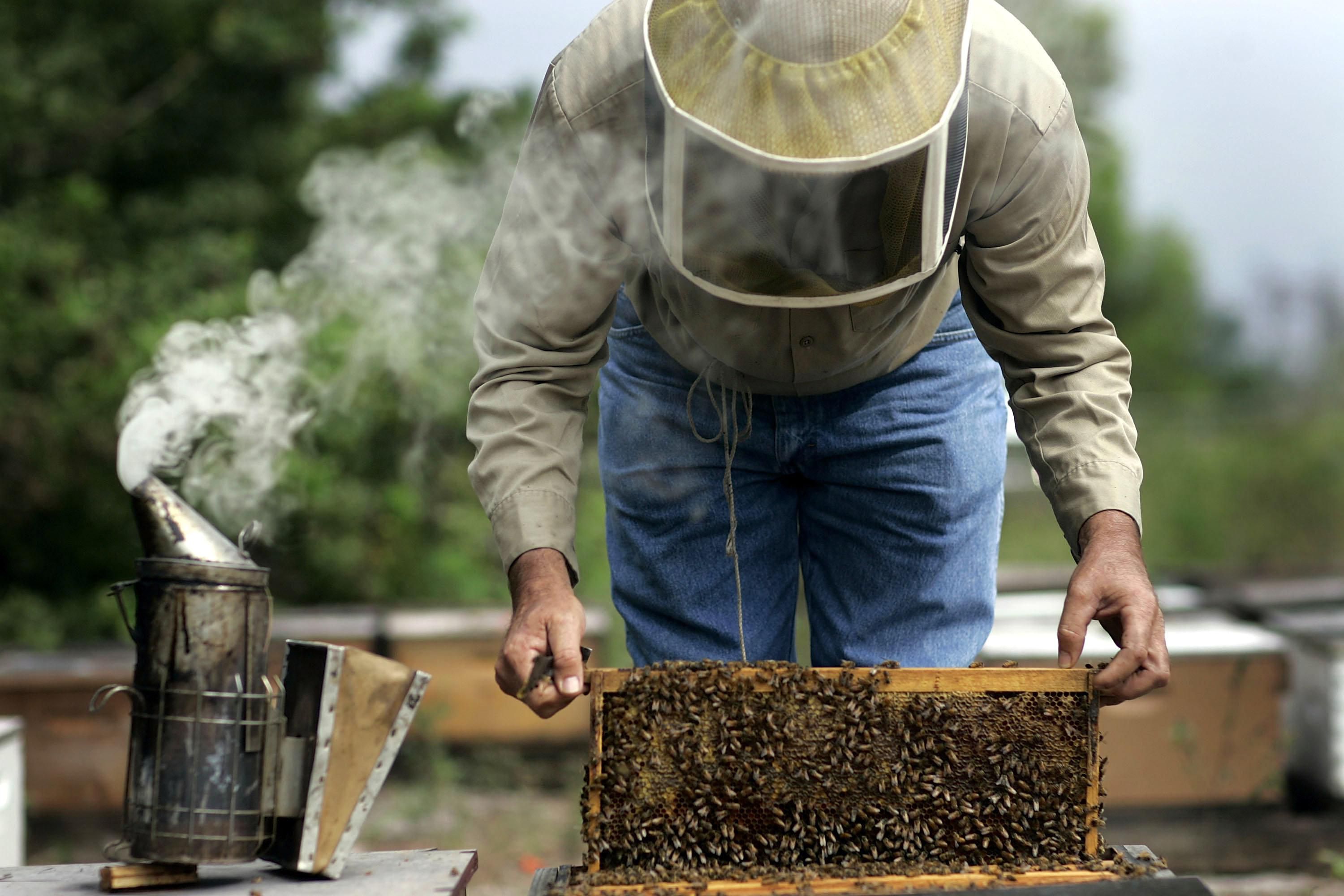 Honey Bees Farming in Nigeria