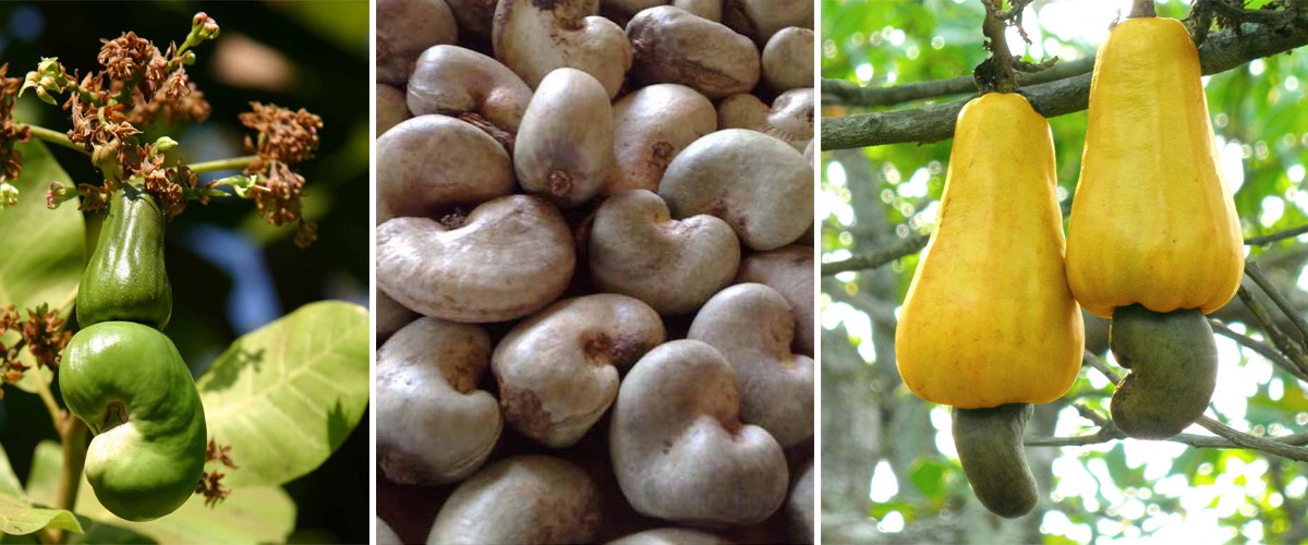 Cashew Nut Farming and Processing Business Plan