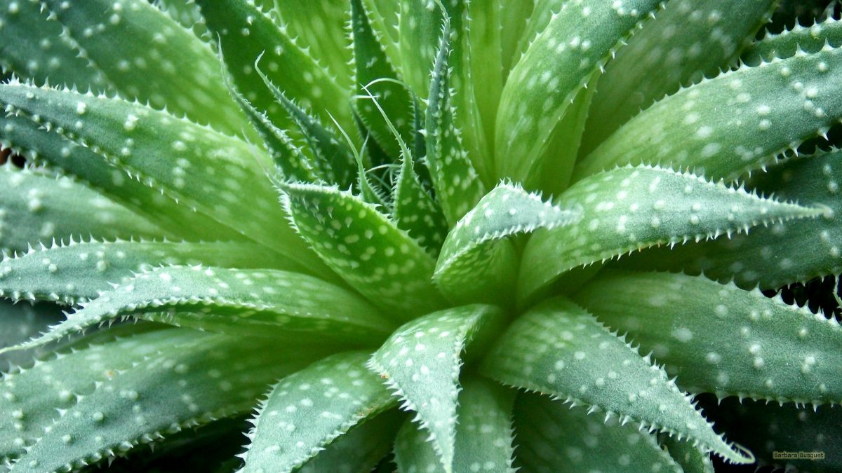 Health Benefits of Aloe Vera Plant