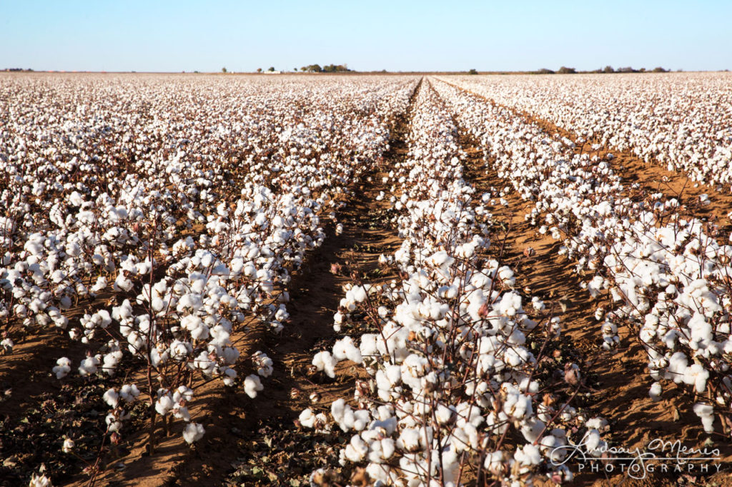 How to start cotton farming business in Nigeria